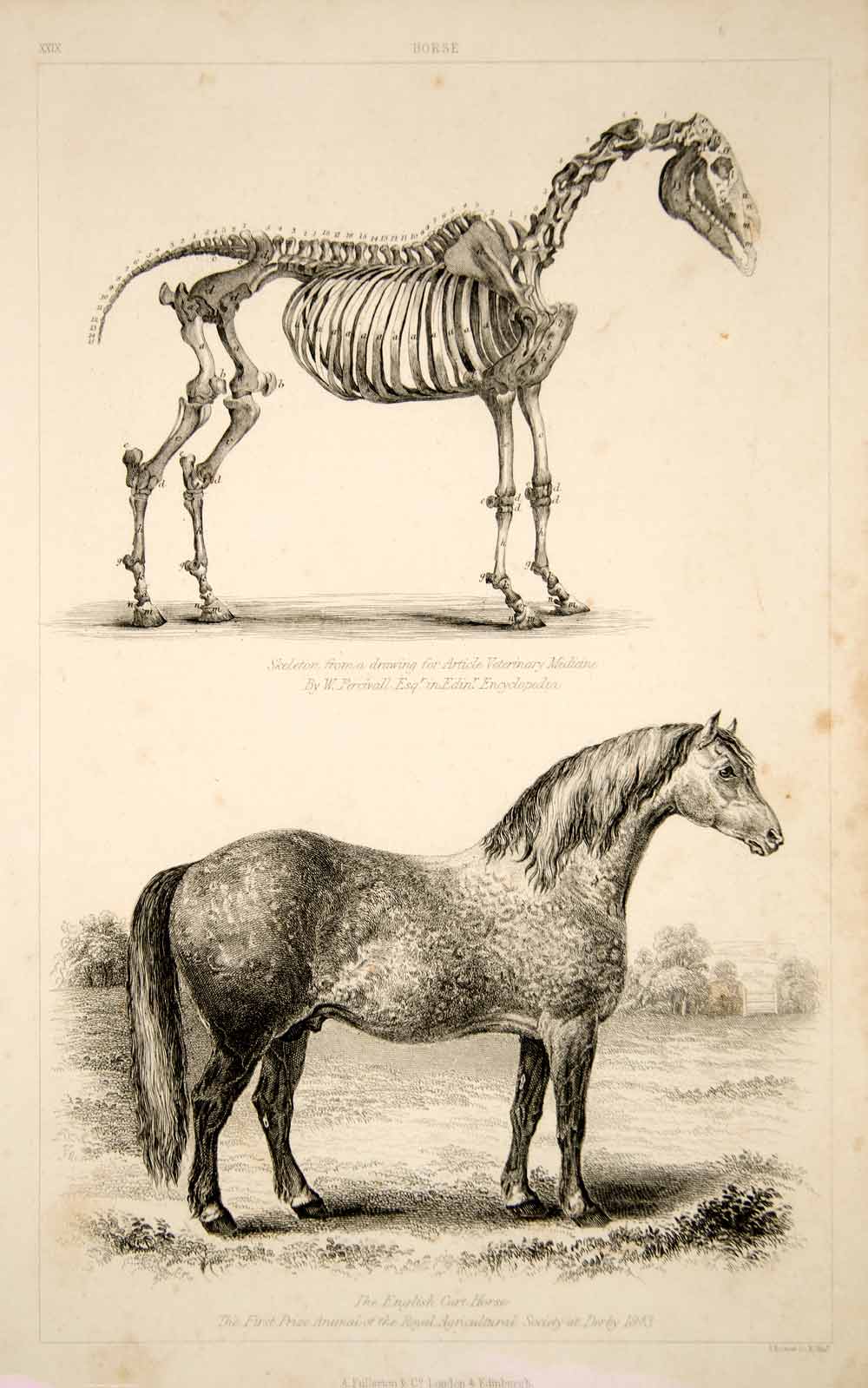 1852 Steel Engraving Antique Print English Cart Horse Skeleton Equestrian FD1
