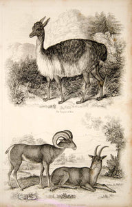 1852 Steel Engraving Antique Vicugna Alpaca Bighorn Sheep Argali Wildlife FD1