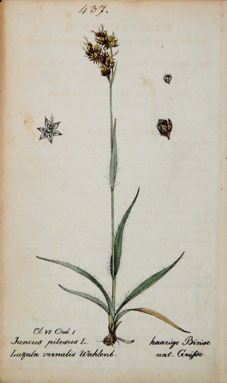 1826 Juncus Pilosus Rush Botanical Flower Color Print - ORIGINAL