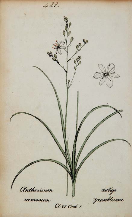 1826 Anthericum Ramosum Spider Plant Botanical Print - ORIGINAL
