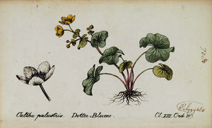 1826 Caltha Palustris Yellow Marsh Marigold Botanical - ORIGINAL
