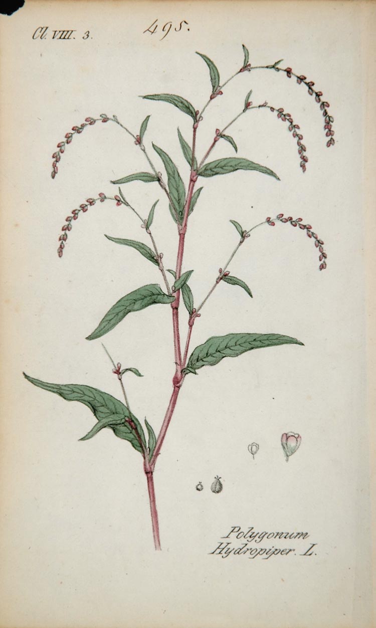 1826 Polygonum Hydropiper Marshpepper Smartweed Print - ORIGINAL