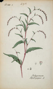 1826 Polygonum Hydropiper Marshpepper Smartweed Print - ORIGINAL