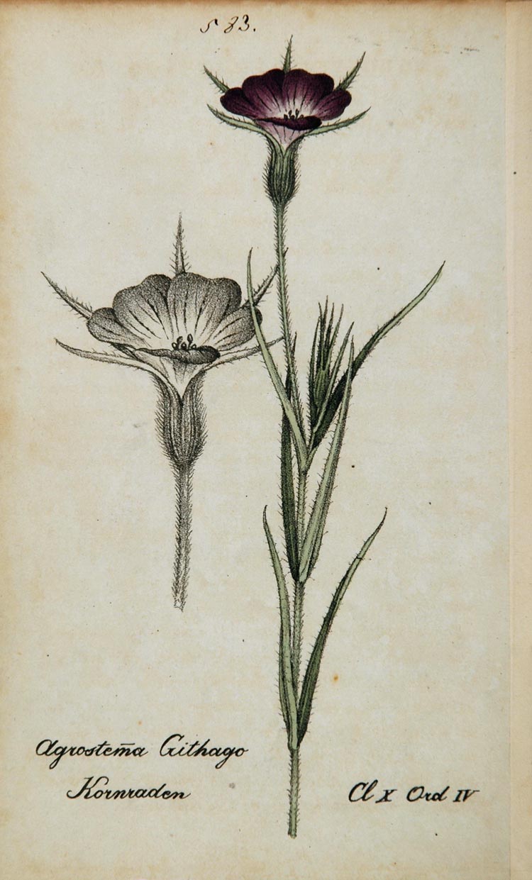 1826 Agrostemma Githago Corncockle Botanical Print - ORIGINAL