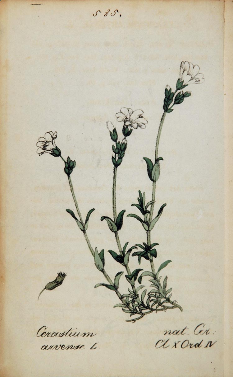 1826 Cerastium Arvense Field Chickweed Botanical Print - ORIGINAL