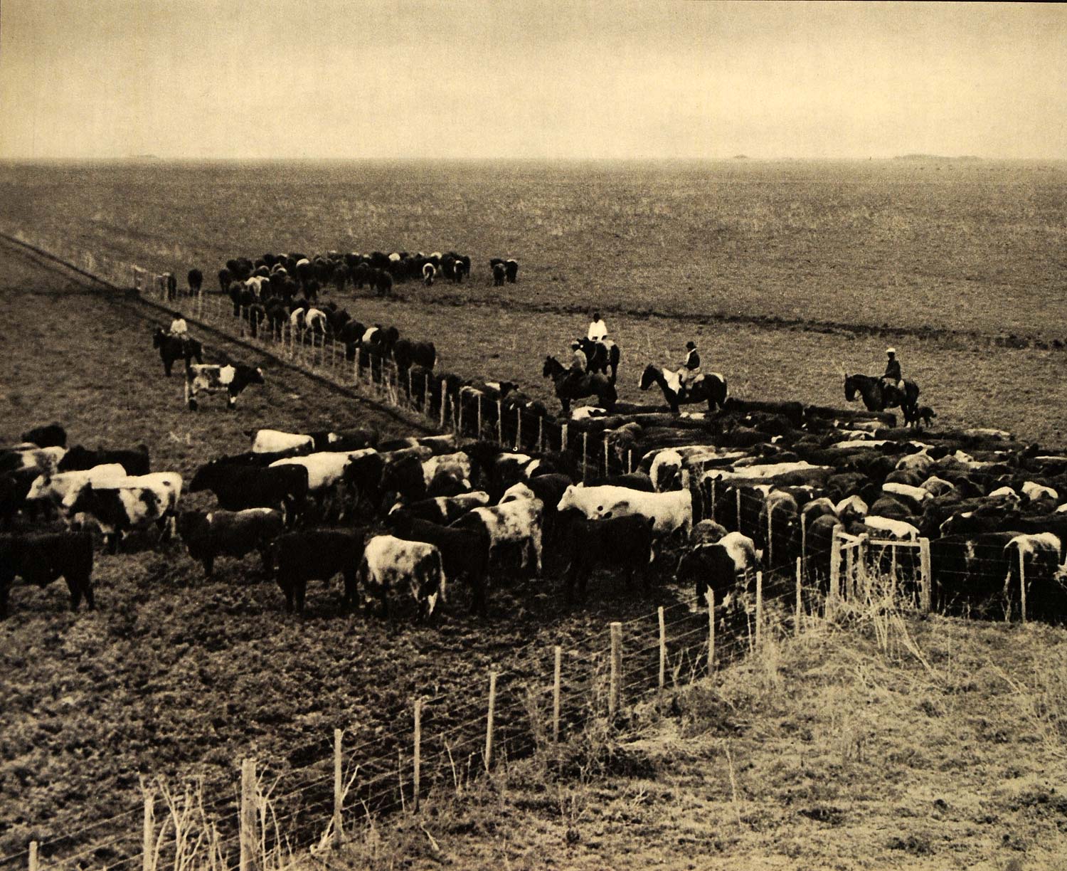 1840 Ranches Cattle Ranching 1800s