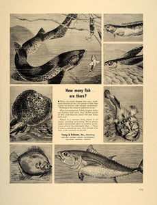 1941 Ad Young & Rubicam Advertising Agency Fish Species - ORIGINAL FT8