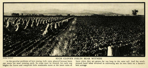 1933 Print Field Corn Beet Agriculture Farm Field Crops Clover Labor Acreage FZ2