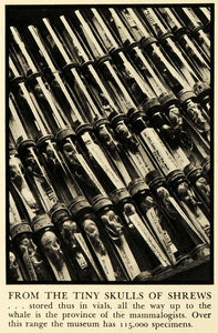 1937 Print Skulls Shrews Skeleton Bones American Museum Natural History Vial FZ3