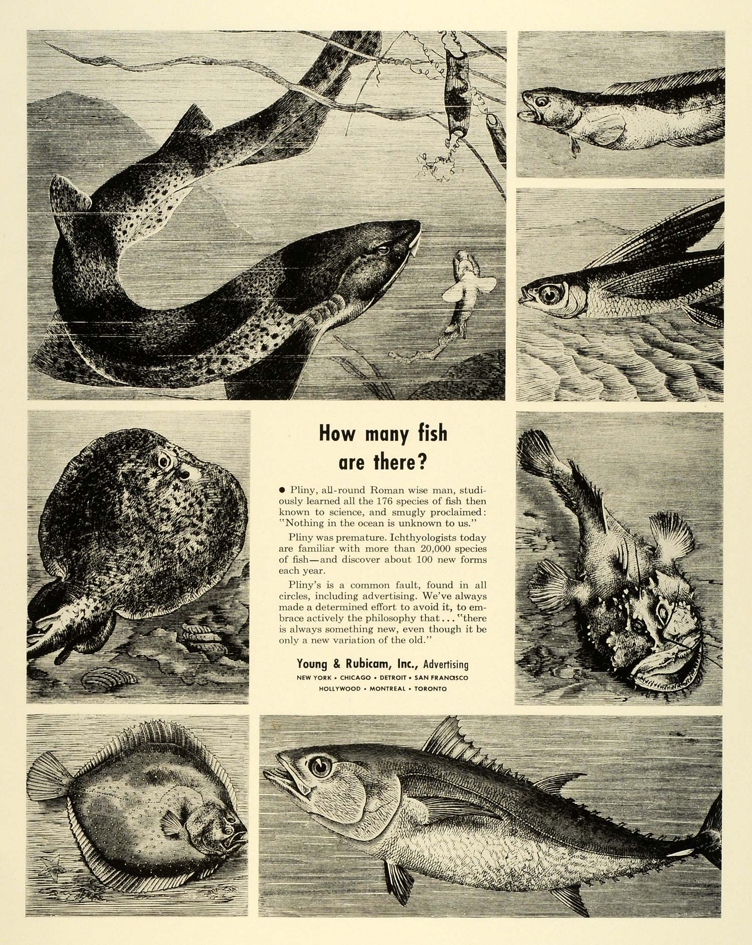 1941 Ad Young & Rubicam Inc Advertising Marketing Fishes Species Ichthyology FZ5