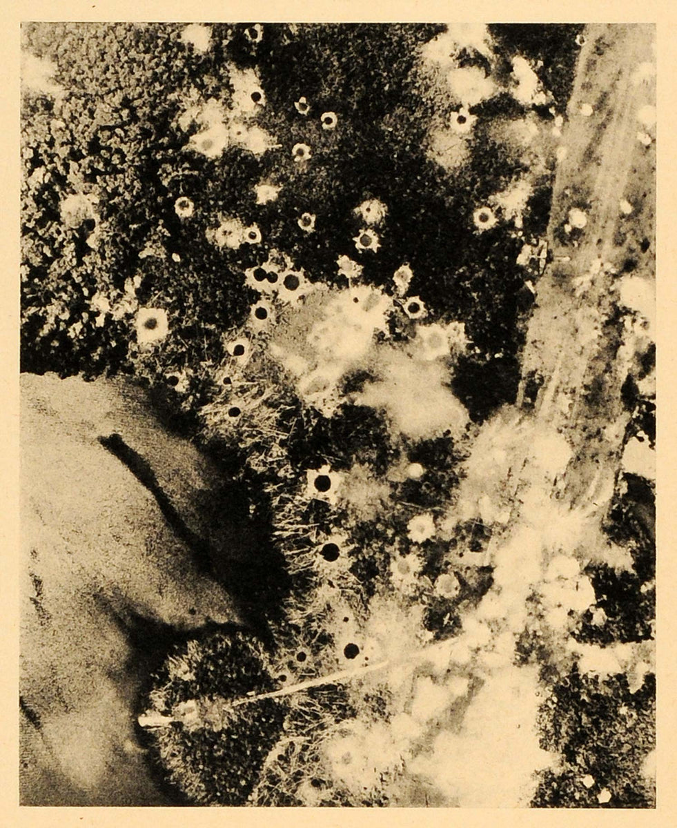 1943 Print Gasmata Airfield Airport Crater Bombing World War II Papua ...