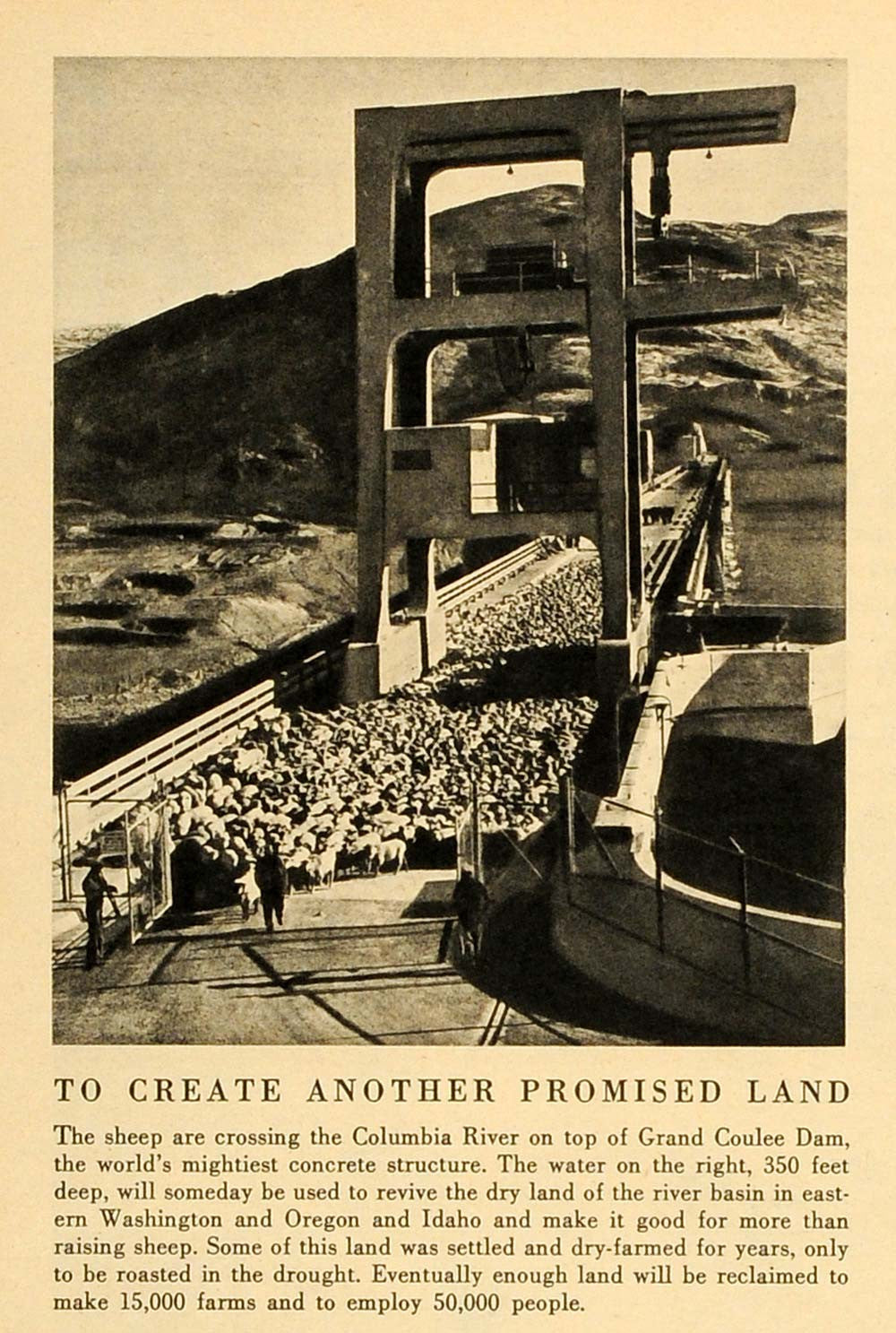 1945 Print Columbia River Sheep Farm Agriculture Grand Coulee Dam Animal FZ7 - Period Paper

