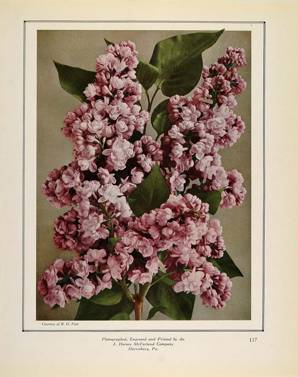 1913 Print Purple Lilac Flower Blossom Branch Botanical - ORIGINAL GAC1