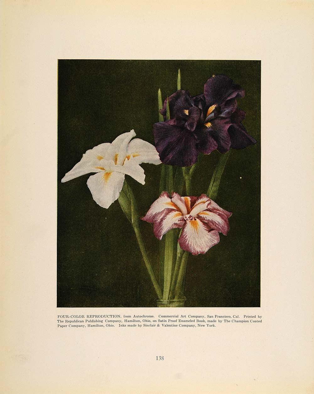 1913 Color Print Three Iris Flowers Blooms Iridaceae - ORIGINAL GAC1