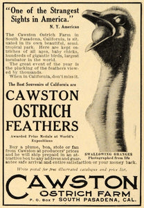 1909 Ad Cawston Ostrich Farm Feathers Event Oranges - ORIGINAL ADVERTISING GH3