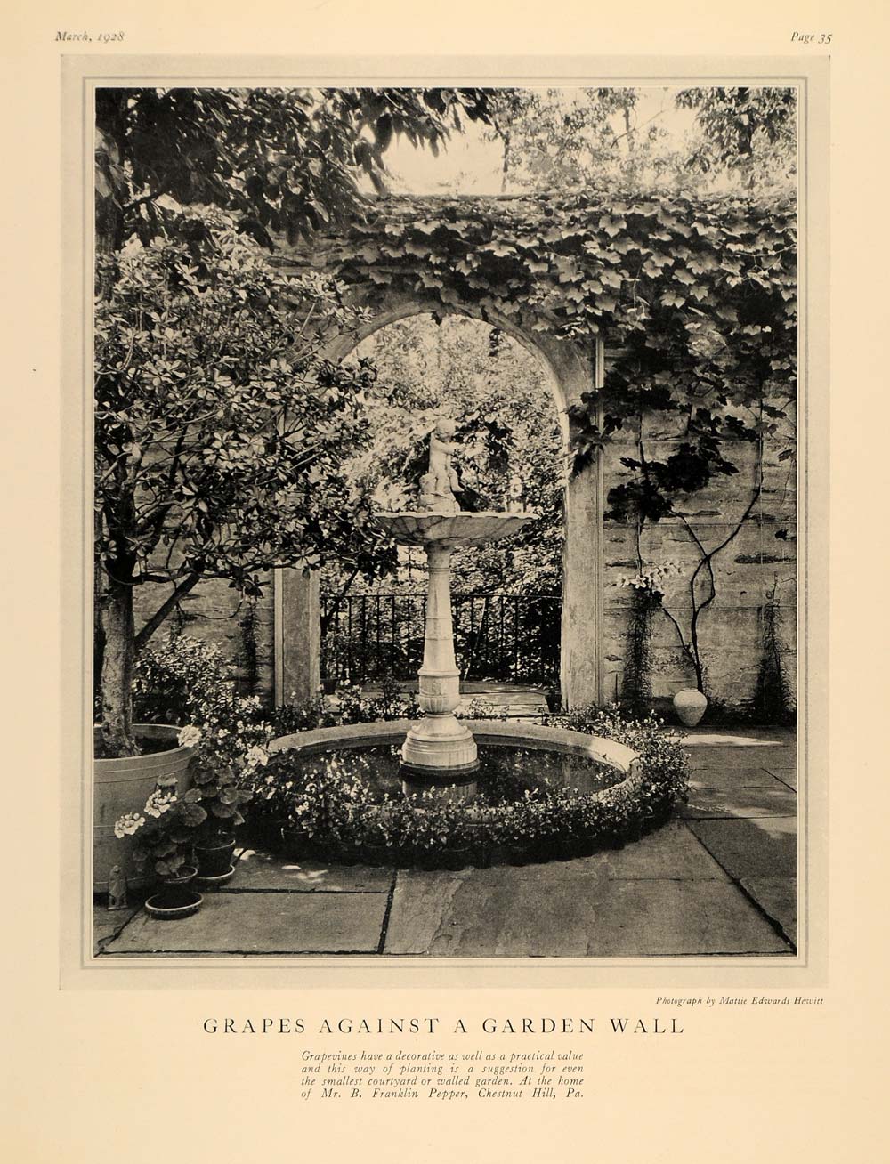1928 Print Grapevine Garden Decor Franklin Pepper PA - ORIGINAL HISTORIC GHB1