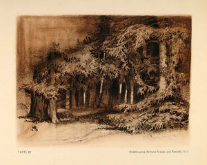 1924 Print Hermann Gradl German Forest Trees Germany - ORIGINAL GL1