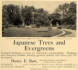 1905 Ad Japanese Trees Evergreens Mr. Otto Jaeger Land - ORIGINAL GM1