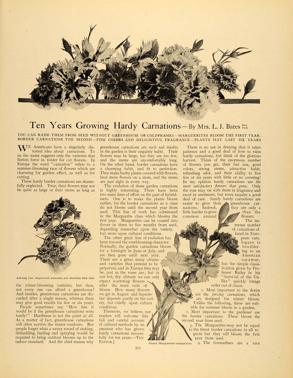 1910 Article Gardening Hardy Carnations L. J. Bates NY - ORIGINAL GM1