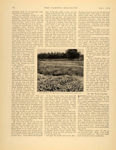 1910 Article Gardening Hardy Carnations L. J. Bates NY - ORIGINAL GM1