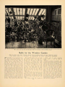 1905 Article Bulbs Window Garden Forcing Winter Flowers - ORIGINAL GM1
