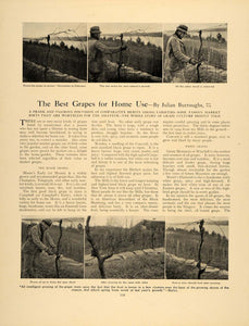 1907 Article Grape Vines Growing Care J. Burroughs NY - ORIGINAL GM1