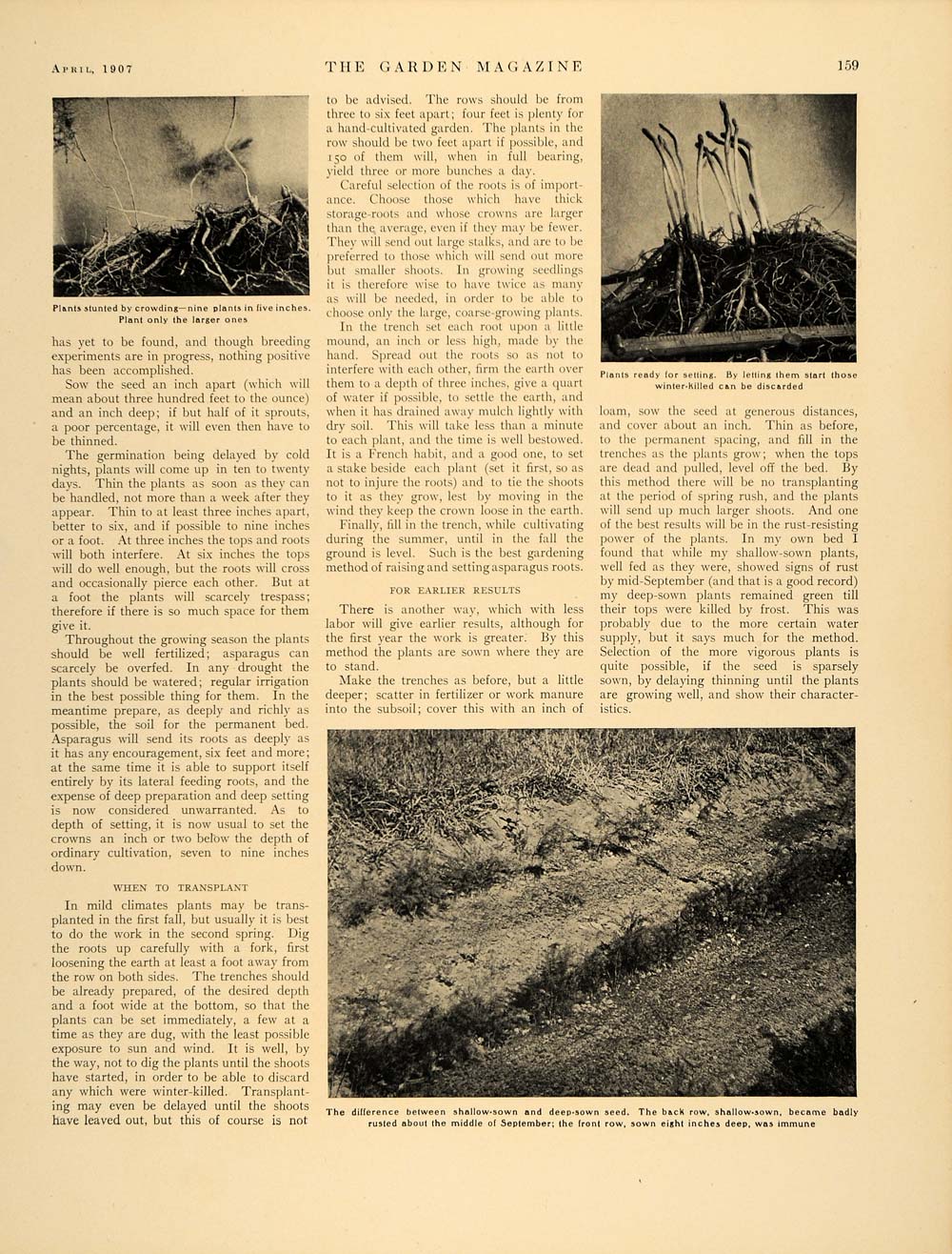 1907 Article Asparagus Culture Raising Allen French MA - ORIGINAL GM1