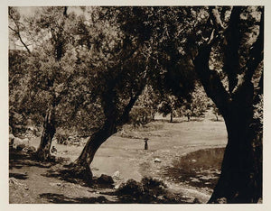 1928 Olive Tree Grove Sivota Bay Lefkada Leucas Greece - ORIGINAL GREECE