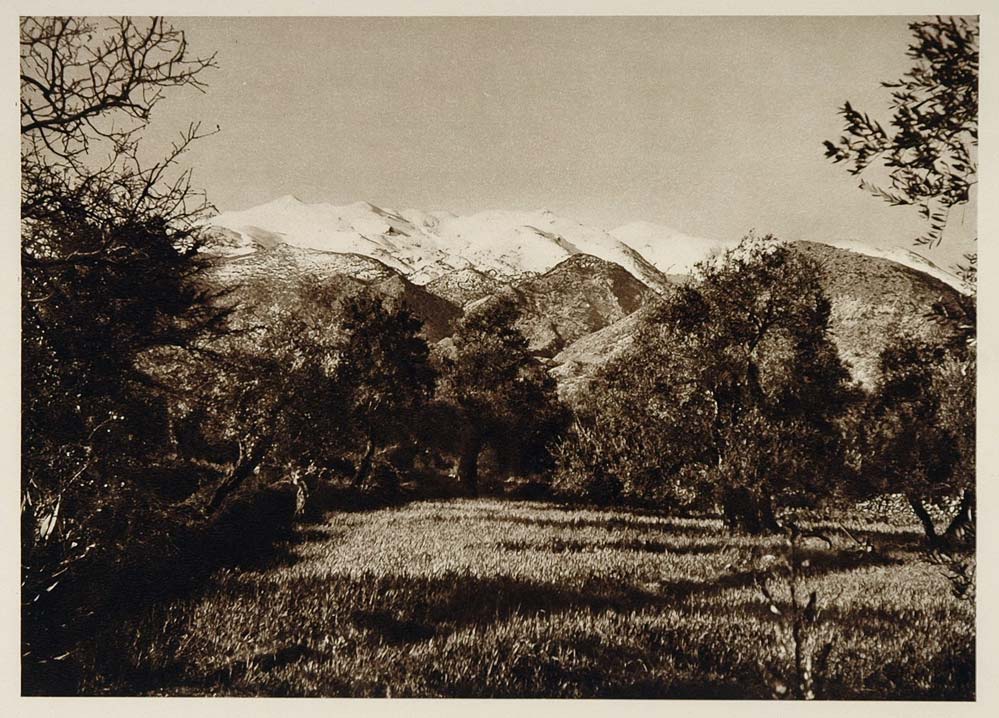 1928 Olive Trees White Mountains Cambos Kambos Crete - ORIGINAL GREECE