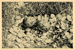 1927 Nest Eggs Oyster Plover Sea Bird Halligen Island - ORIGINAL HAL1