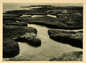 1927 Arrow Grass Marsh Hallig Halligen Island Germany - ORIGINAL HAL1