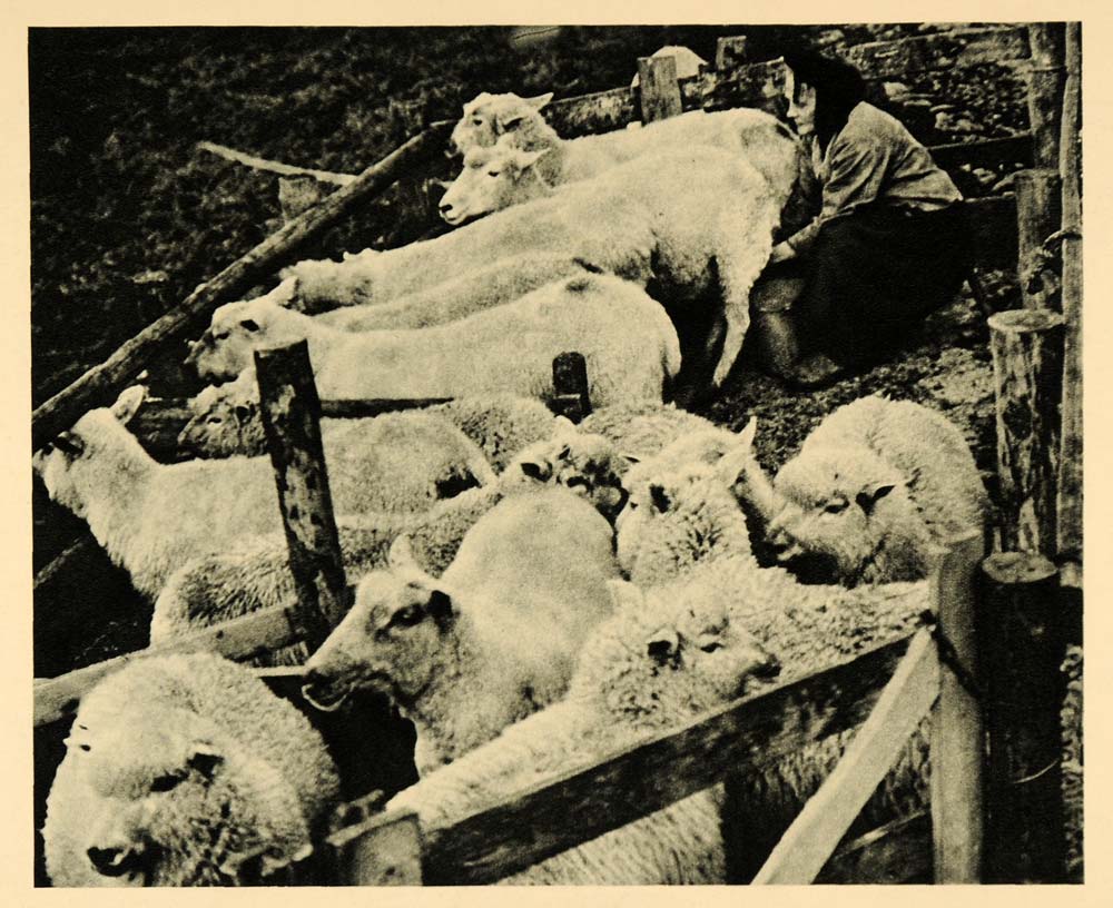 1927 Milking Sheep Halligen Island Germany Photogravure - ORIGINAL HAL1
