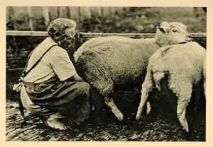 1927 Milking Sheep Hallig Langeness Halligen Island - ORIGINAL PHOTOGRAVURE HAL1