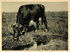 1927 Cow Grazing Island Field Halligen Photogravure - ORIGINAL PHOTOGRAVURE HAL1