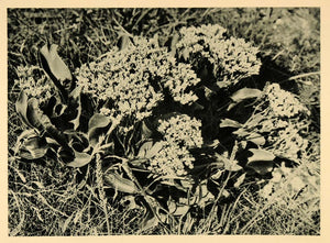 1927 Lilac Flower Plant Halligen Germany Photogravure - ORIGINAL HAL1