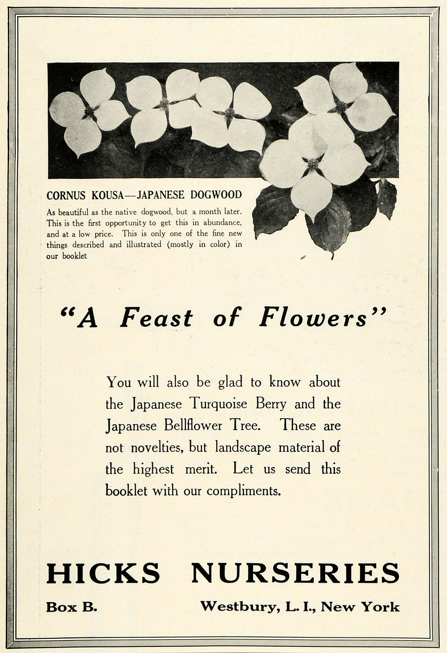 1920 Ad Cornus Kousa Japanese Dogwood Flower Hicks Nurseries Botanical HB2