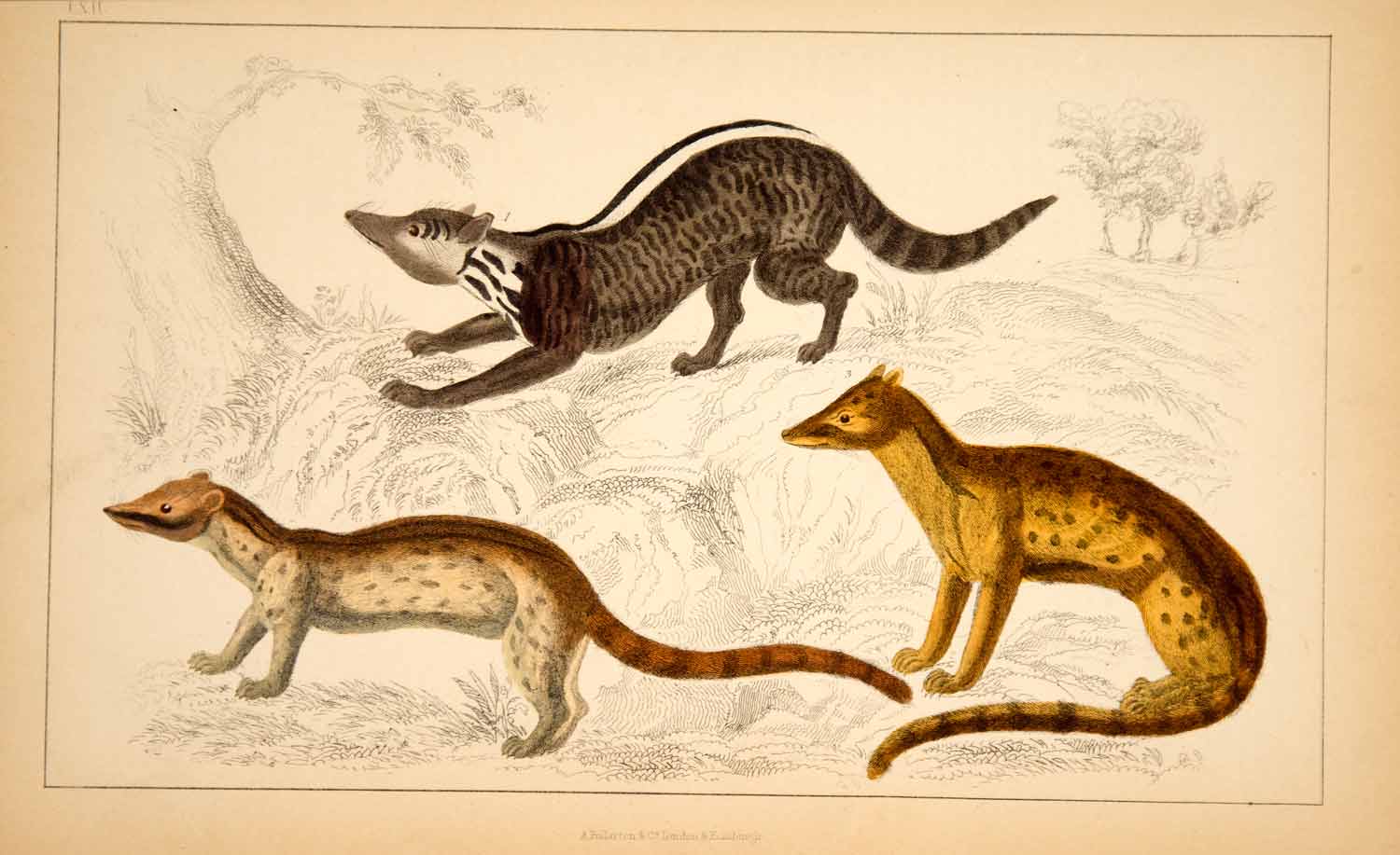1857 Hand-Painted Lithograph Art Genet Civet Mongoose Animals Wildlife Zoo HEA1