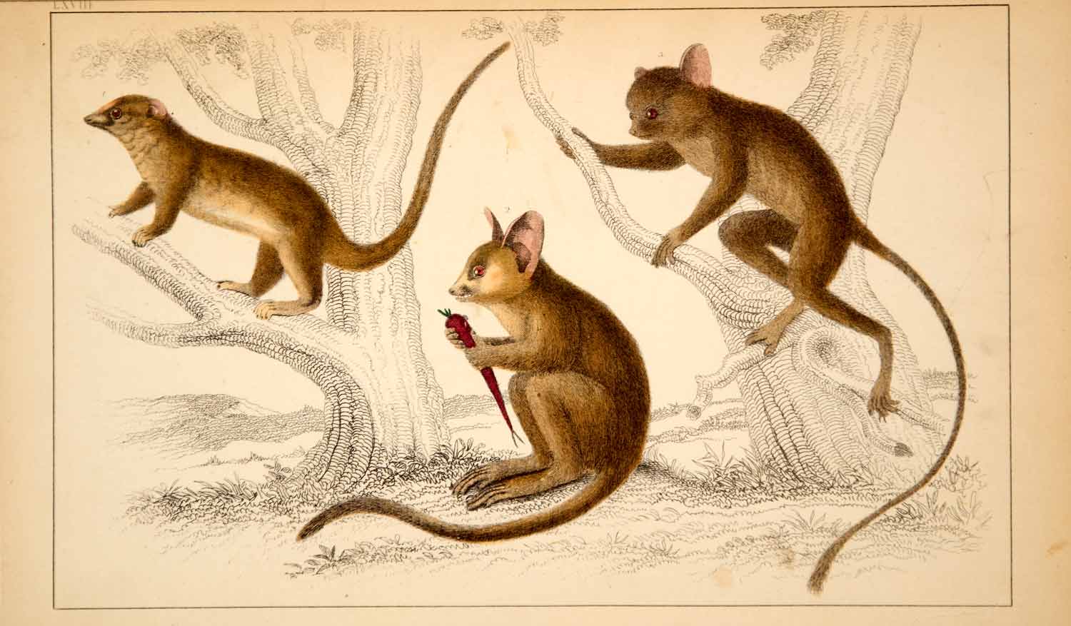 1857 Hand-Painted Lithograph Art Phalanger Tarsier Animals Mammals Wildlife HEA1
