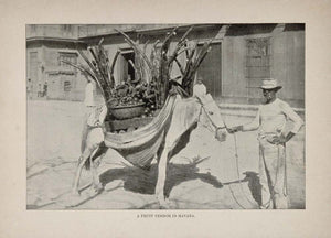 1899 Fruit Vendor Donkey Man Street Havana Cuba Print - ORIGINAL HIST
