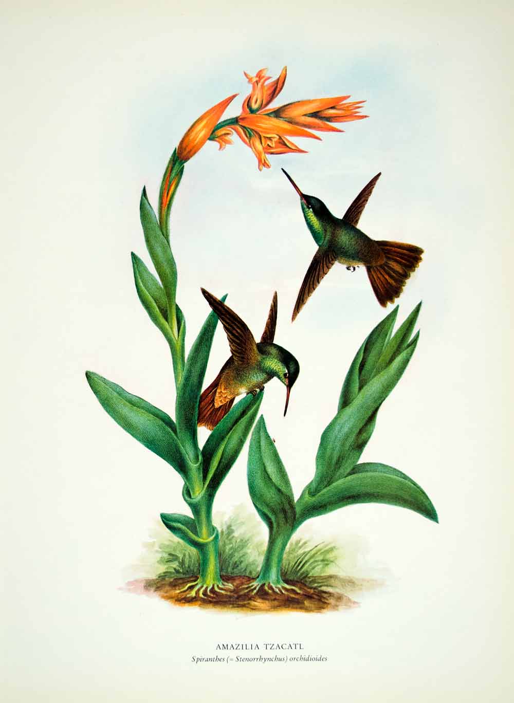 1963 Color Print Rieffer Hummingbird Leafless Beaked Orchid Animal