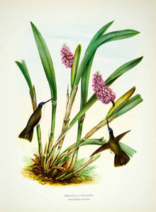 1963 Color Print Violet Crowned Hummingbird Sickle Leafed Orchid Animals HMX1