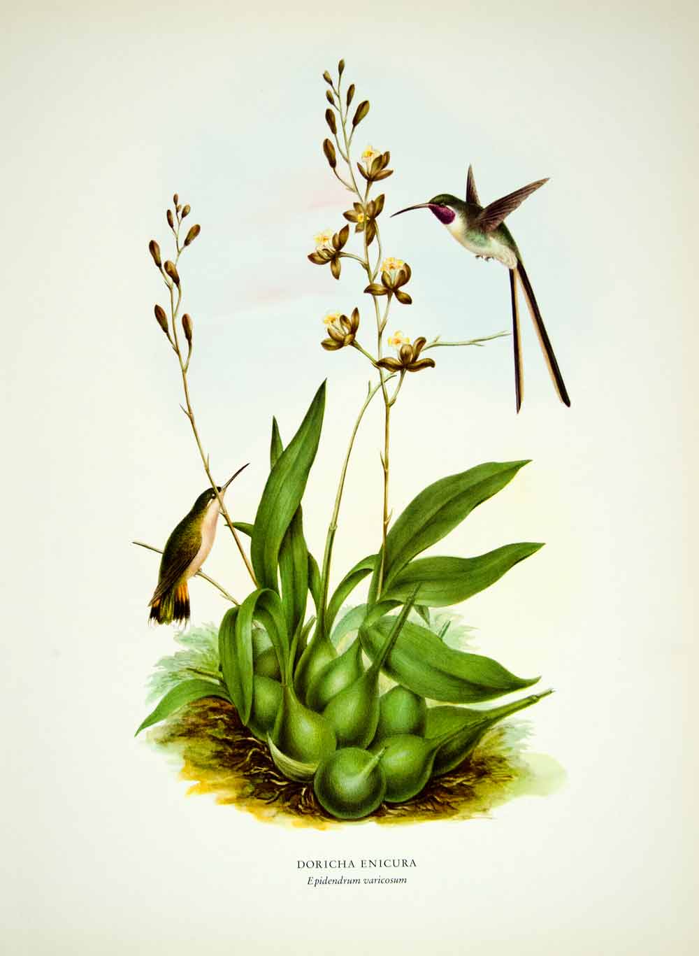 1963 Color Print Slender Shear Tail Hummingbird Epidendrum Orchid Mexico HMX1