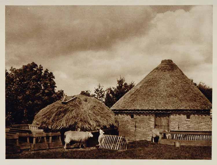 c1930 Sheep Barn Farm Texel Island Holland Netherlands - ORIGINAL PHOTOGRAVURE