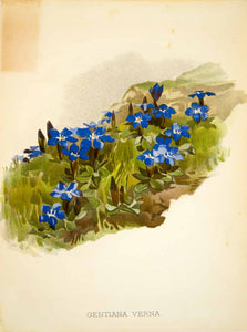 1887 Chromolithograph Art Botanical Spring Gentian Flower Plant Gardening IDG1