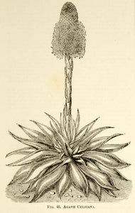 1887 Wood Engravings Art Botanical Agave Mitis Plant Garden Flower Nature IDG1 - Period Paper
 - 1