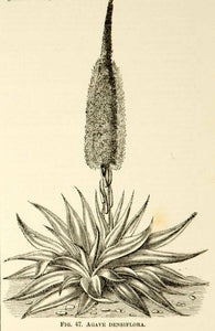 1887 Wood Engravings Art Botanical Agave Mitis Plant Garden Flower Nature IDG1 - Period Paper
 - 2