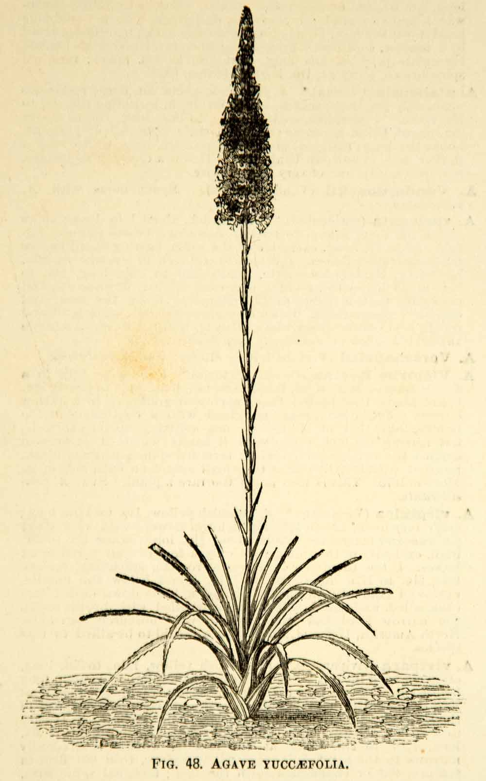 1887 Wood Engraving Art Botanical Agave Yuccaefolia Plant Gardening Flower IDG1