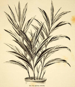 1887 Wood Engraving Art Botanical Alpinia Vittata Ginger Plant Gardening IDG1