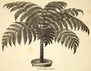 1887 Wood Engraving Art Botanical Alsophila Rebeccae Tree Fern Plant Garden IDG1