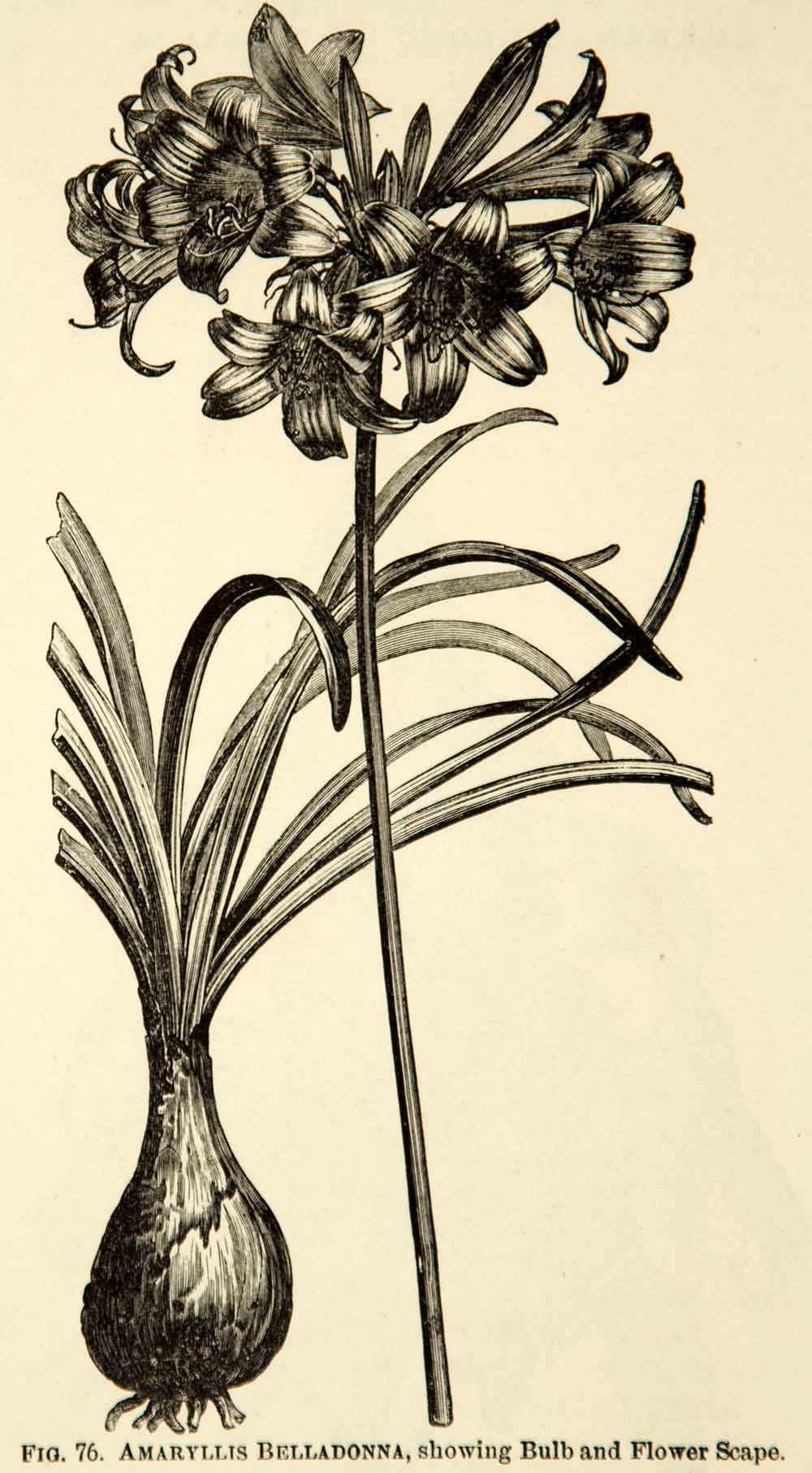 1887 Wood Engraving Art Botanical Amaryllis Naked Lady Lily Flower Plant IDG1